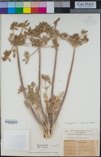 Lomatium dasycarpum subsp. tomentosum image