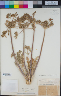 Lomatium dasycarpum image