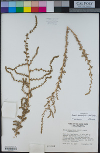 Bassia hyssopifolia image