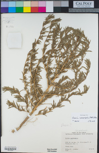 Bassia hyssopifolia image