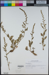 Beta vulgaris image