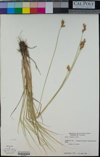 Carex scoparia image