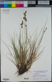 Carex serratodens image