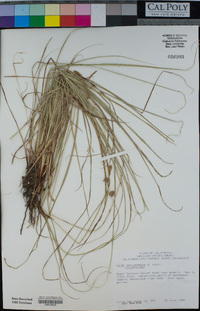 Carex serratodens image