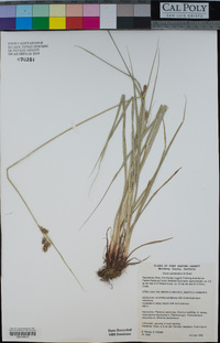 Carex serratodens image