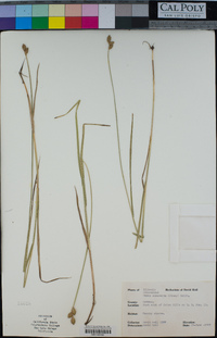 Carex suberecta image