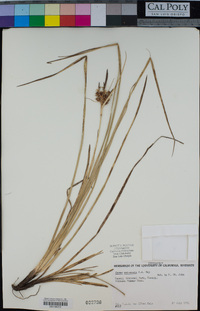 Carex wahuensis image