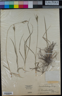 Carex whitneyi image