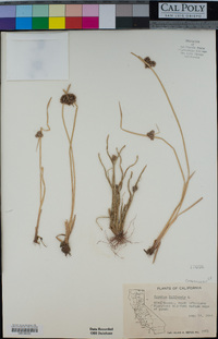 Cyperus difformis image