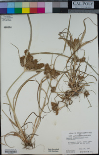 Cyperus erythrorhizos image