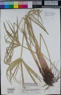 Cyperus involucratus image