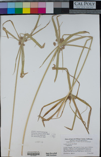 Cyperus involucratus image