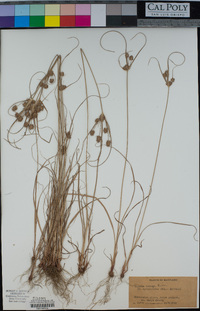 Cyperus retrorsus image