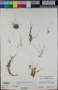 Eleocharis coloradoensis image