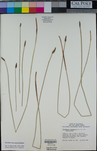 Eleocharis macrostachya image