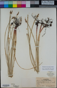 Eleocharis macrostachya image