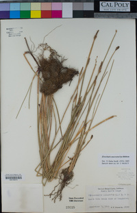 Eleocharis macrostachya image