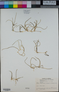 Lilaeopsis schaffneriana image