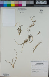 Lilaeopsis schaffneriana subsp. recurva image