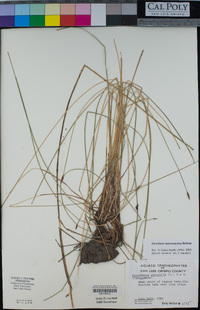 Eleocharis macrostachya image