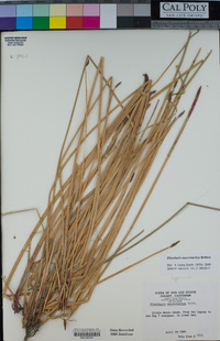 Eleocharis macrostachya image