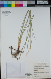 Eleocharis macrostachya image