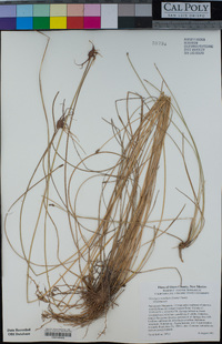 Eleocharis rostellata image