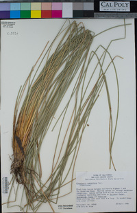 Eleocharis rostellata image