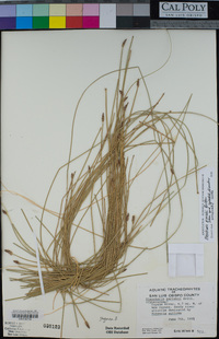 Eleocharis parishii image