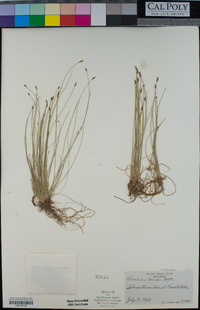 Eleocharis parishii image