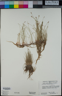 Eleocharis parishii image