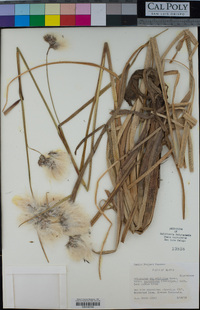 Eriophorum angustifolium image