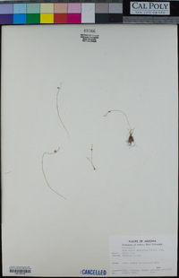 Lipocarpha micrantha image