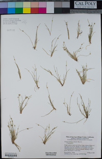 Isolepis carinata image