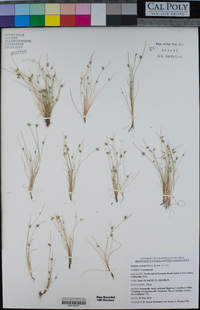 Isolepis carinata image