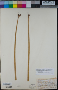 Schoenoplectus acutus var. occidentalis image