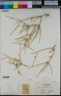 Ephedra funerea image