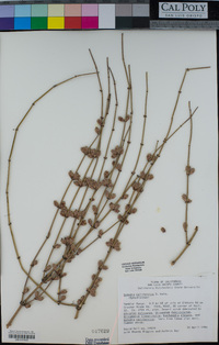 Ephedra californica image