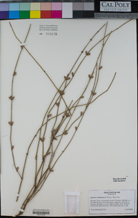 Ephedra californica image