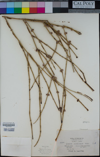 Ephedra californica image