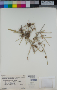 Ephedra nevadensis image