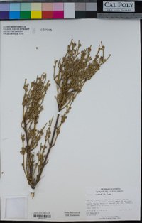 Ephedra viridis image