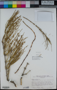 Ephedra viridis image