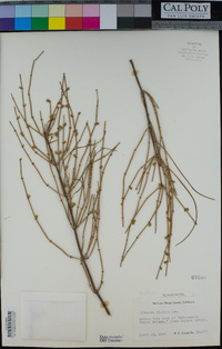 Ephedra viridis image