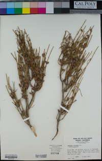 Ephedra viridis image