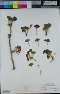 Ginkgo biloba image