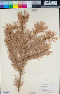 Abies concolor image