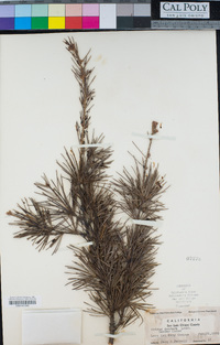 Cedrus deodara image