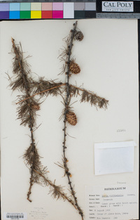 Larix occidentalis image