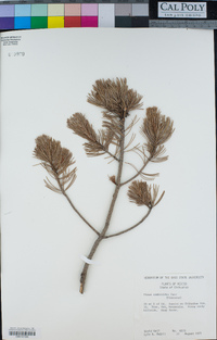 Pinus cembroides image